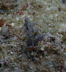 Nudibranch (Eel Bornella)
