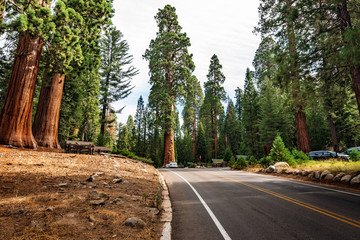 Gigantic Sequoia trees in Sequoia National Park, California USA
