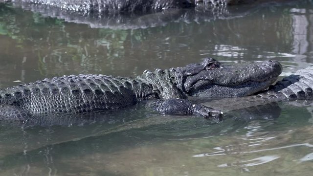 Alligator swims on to another gators tail in Gatorland park in Orlando Florida