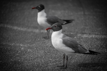 Two Common Terns, in Selective Color