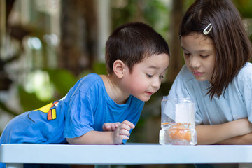 Egg in vinegar experiment science activity. Asian preschool kids learn about a cool chemical reaction, the vinegar reacting with the calcium carbonate in eggshell. fun science and simple activities.