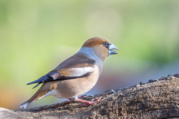 Hawfinch resting on a tree branch