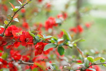 Japanese quince flowers, close - up