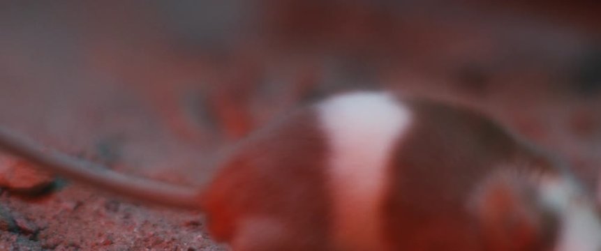 A mouse is falling into horned viper snake's terrarium while the snake is covered in sand, hiding. CLOSE UP, SHALLOW DEPTH OF FIELD, SLOW MOTION, BMPCC 4K.