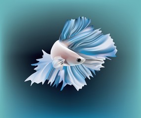 Fototapeta premium 6689_Siamese_fighting_fish