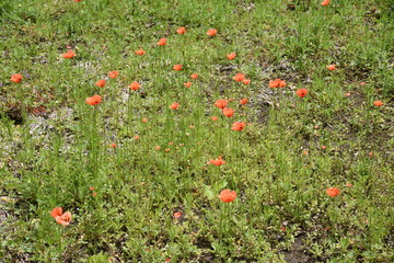 Long headed poppy / Papaveraceae annual grass