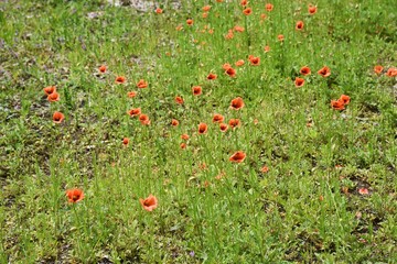 Long headed poppy / Papaveraceae annual grass