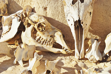  Bones of a skull of camels