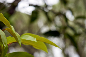 Title: A shallow depth-of-field macro image of a tree's new growth - yellow and green foliage with red stem and veins - taken in afternoon dappled sunlight, with blurred natural bokeh background.
