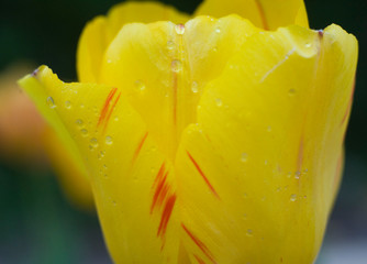 Bright orange-pink-yellow tulips in drops of dew or rain spring