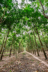 Top of rubber tree and rubber leaf and rubber plantation tree background at Tay Ninh, Vietnam.
