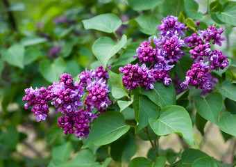 Bright lilac spring, may