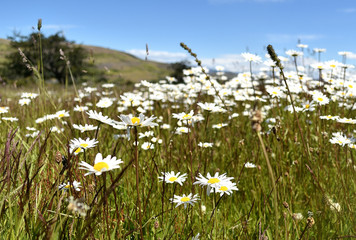 Flores silvestres en Torres del Paine