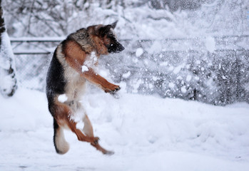 German Shepherd dog playing on snow during winter