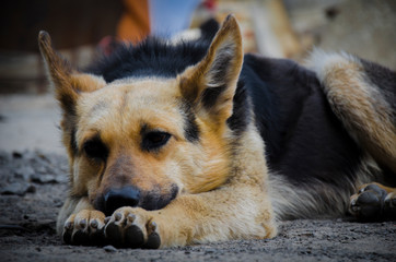 Lazy German Shepherd dog lying on the ground