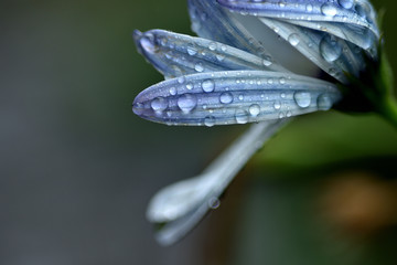 Gotas de Lluvia sobre petalos