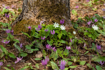森の中のカタクリの花のとキクザキイチゲ