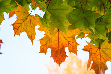 maple leaves on a yellow background