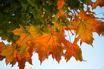 maple leaves in autumn