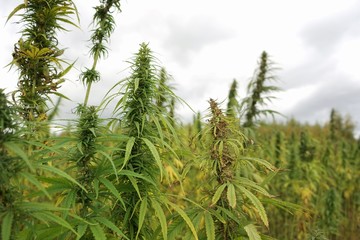 Marijuana plants at outdoor cannabis farm field. Background of Thick Cannabis Plants Growing outdoor with Big Marijuana Buds
