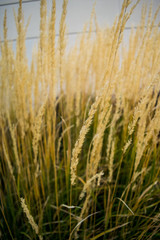 golden wheat field in summer