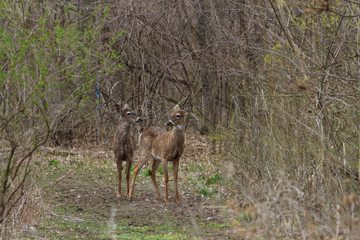 Two White-tailed Deer standing at the edge of a forest and meadow. 