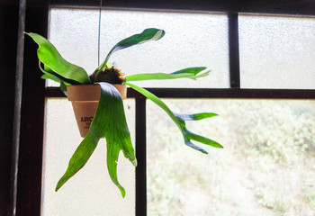 古民家のコウモリラン