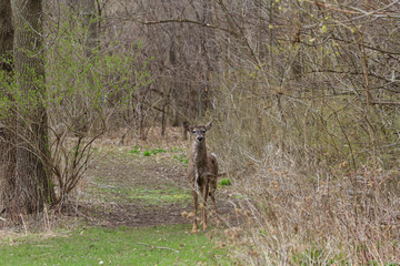 White-tailed Deer standing on a narrow forest trail. 