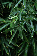 Naklejka premium fresh green leaves