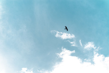 bird in the sky