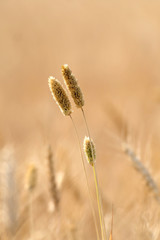 Grass flowers are growing in the fields.
