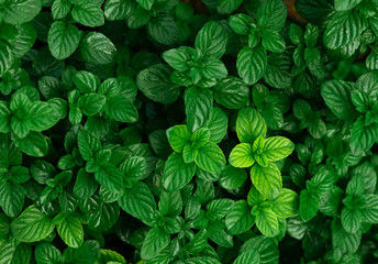 mint green leaves background