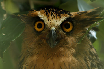 Bigeye