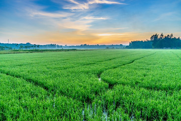 Fototapeta na wymiar Rice fields, terraces, plantation, farm. An organic asian rice farm and agriculture. Young growing rice, Mekong delta, Vietnam