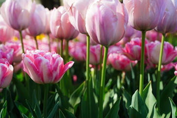 カラフルなチューリップのお花畑