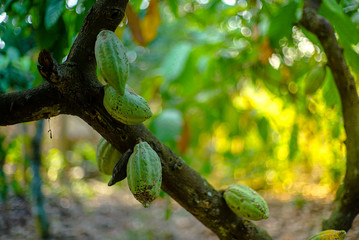 Chocolate tree ( Theobroma cacao ), chocolate fruit on a tree that is ready to be harvested with bokeh background. 
