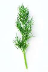 Obraz premium fresh dill on white background
