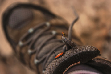 close up of a shoe and insect