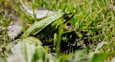 grenouille verte espace vie nature