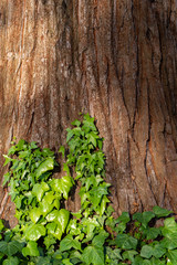 Vines Growing On A Sequoia Tree