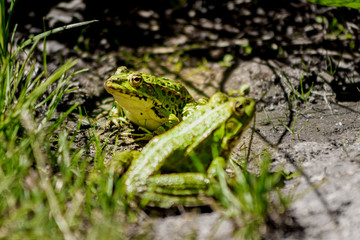 grenouille verte espace vie nature