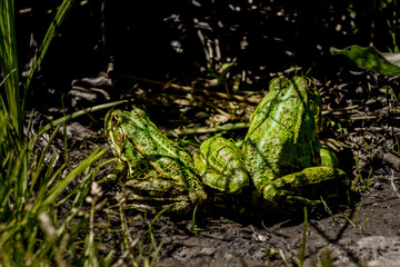 grenouille verte espace vie nature