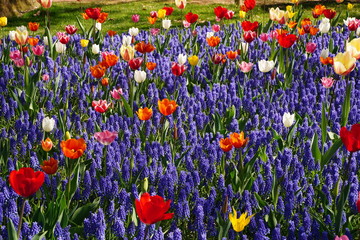 カラフルなチューリップのお花畑