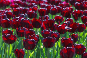 A field of black tulips in the sunlight. In spring, beautiful dark tulips bloom in the garden. Black tulips close-up as a background for printing, decor, Wallpaper, posters.
