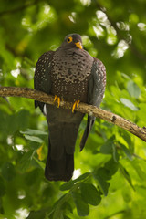 African olive pigeon or Rameron pigeon.(Columba arquatrix).