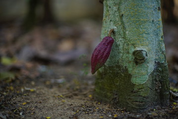 Chocolate tree ( Theobroma cacao ) with fruits bokeh background