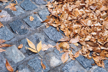 autumn leaves background