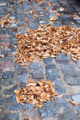 pile of leaves
