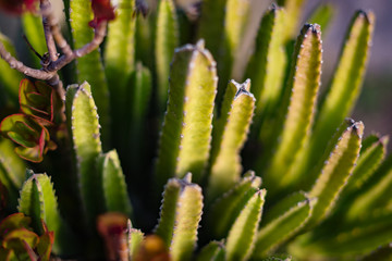 Fototapeta premium Cactus