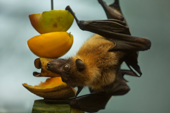 Flying fox,  fruit  bats  (Pteropus).